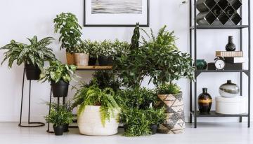 15 Great Plants That Are Easy To Take Care Of